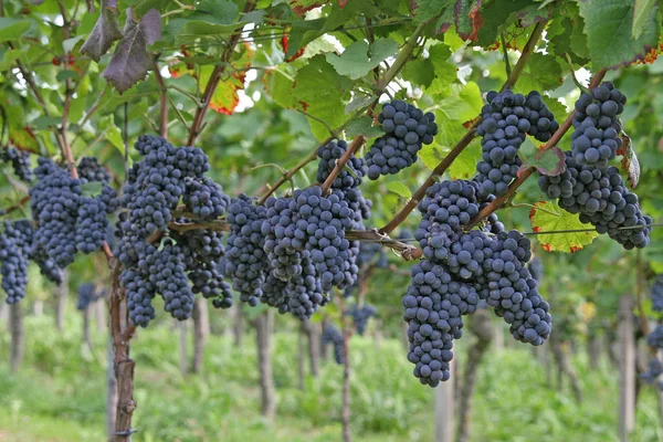 Viñas Uvas Que Crecen Sobre Árbol Frutas Plantas Frutales — Foto de Stock