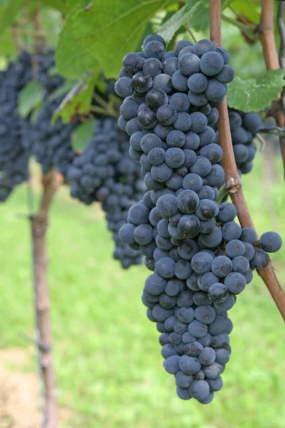 Viñas Uvas Que Crecen Sobre Árbol Frutas Plantas Frutales — Foto de Stock