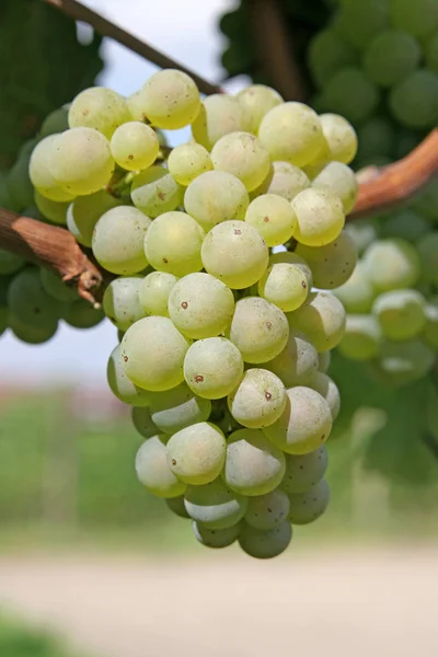 Vite Uva Che Cresce Sull Albero Flora Degli Alberi Frutto — Foto Stock