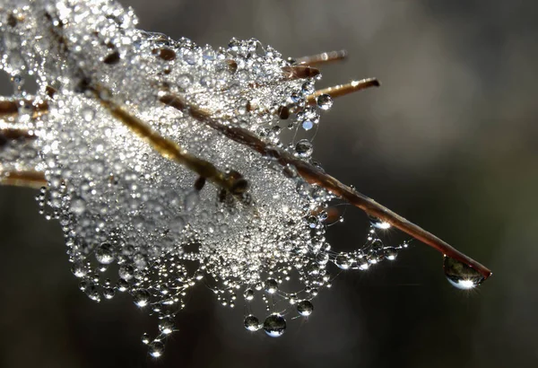 Perto Uma Pequena Aranha Uma Árvore — Fotografia de Stock