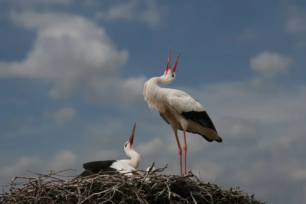 Naturskøn Udsigt Smukke Stork Fugle Naturen - Stock-foto