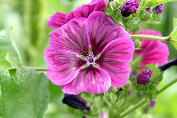 Schöne Blumen Blumiges Konzept Hintergrund — Stockfoto