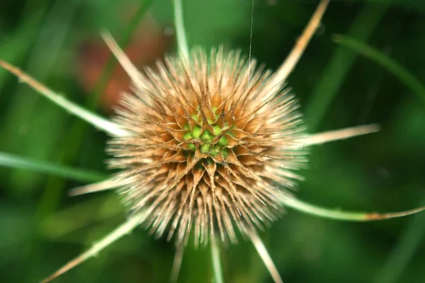 Wilde Veldbloem Flora Natuur — Stockfoto