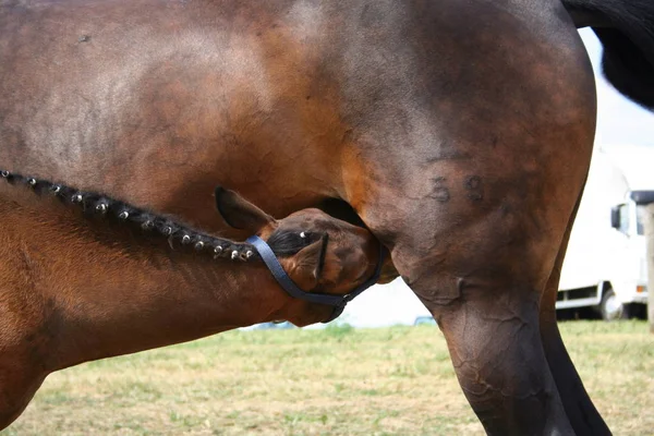 Bonito Cavalo Selvagem Natureza — Fotografia de Stock