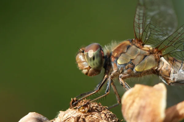 Doğa Böceği Yusufçuk Odonata Sineği — Stok fotoğraf