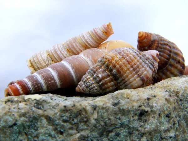 海の殻夏の貝殻 — ストック写真