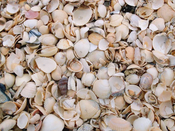 Meeresmuscheln Sommermuscheln — Stockfoto