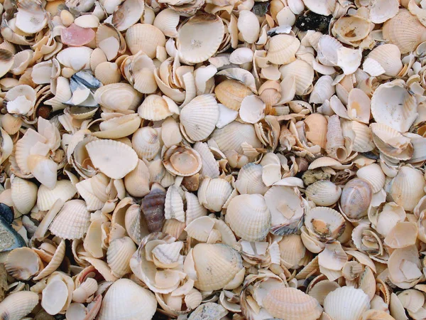 Conchas Marinhas Conchas Verão — Fotografia de Stock