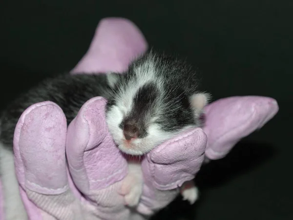 Newborn Kitten Day Old — Stock Photo, Image