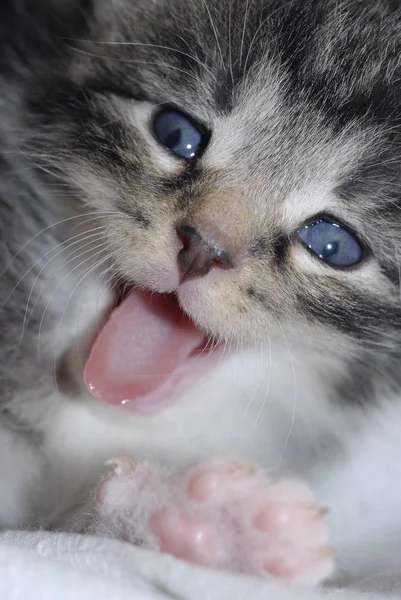 Porträt Einer Süßen Katze — Stockfoto