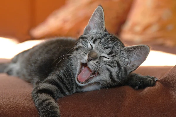 Roztomilý Šedá Kočka Ležící Gauči — Stock fotografie