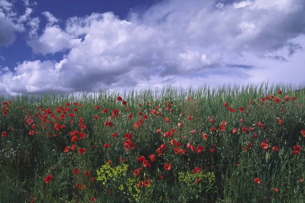 Coquelicots Près Des Viaux Provence — Photo