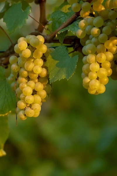 Vite Uva Che Cresce Sull Albero Flora Degli Alberi Frutto — Foto Stock