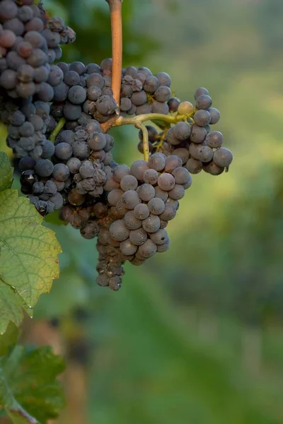 Viñas Uvas Que Crecen Sobre Árbol Frutas Plantas Frutales — Foto de Stock