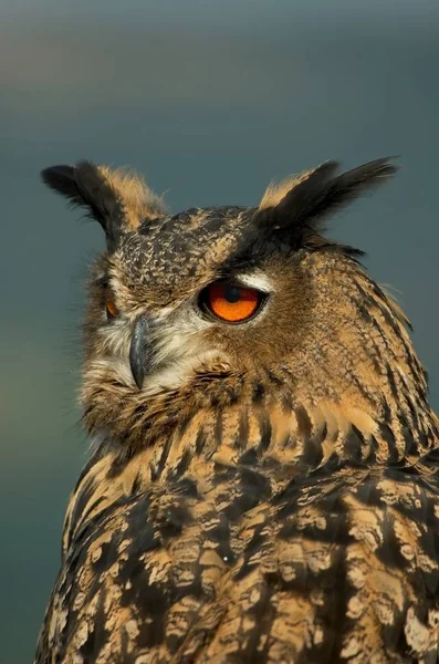 Portrait Owl Wild Nature — Stock Photo, Image