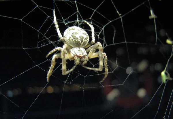 Aranha Assustadora Criatura Inseto — Fotografia de Stock