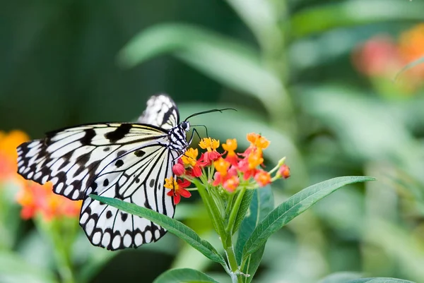 Papierdrachen Schmetterling — Stockfoto