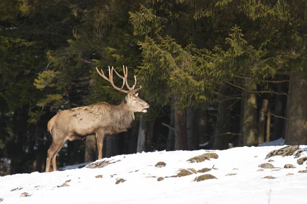 Malerischer Blick Auf Wunderschöne Winterlandschaft — Stockfoto