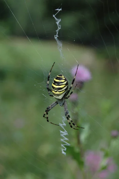 Araña Avispas Reloj —  Fotos de Stock