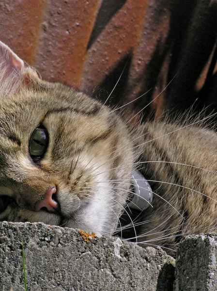 Ritratto Gatto Carino — Foto Stock