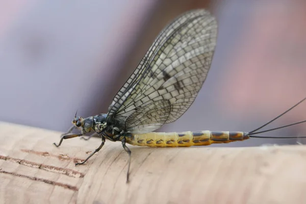 Vue Macro Rapprochée Insecte Libellule — Photo