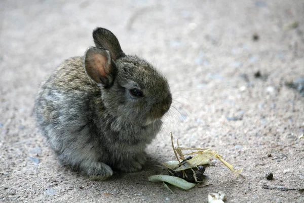 矮小的兔子 不是毛绒的 真的吗 — 图库照片