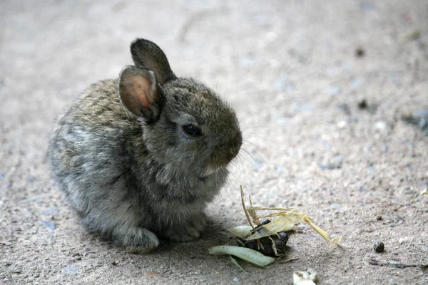 Jeunes Lapins Nains Non Pas Une Peluche Vraiment — Photo