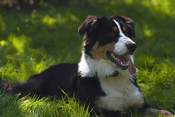 Australië Herder Weide — Stockfoto