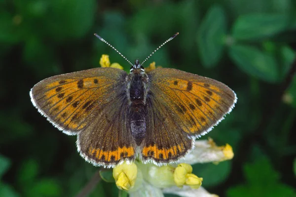 Lycaena Hippothoe Paleochrysophanus Hippothoe Malý Ampper Fire Motýl Samice — Stock fotografie