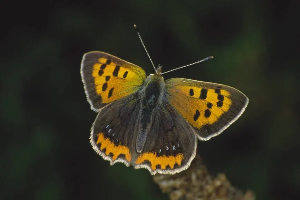 Lycaena Phlaeas Cobre Pequeno — Fotografia de Stock