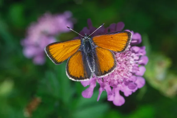 Closeup View Exotic Beautiful Falter — Stock Photo, Image