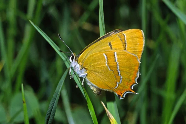 Thecla Betulae Ressorts Cheveux Bouleau Papillon Diurne Vêtu Bouleau Coloration — Photo