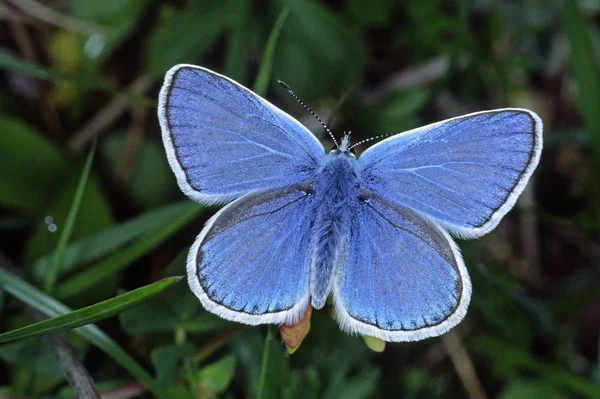 Dorylas Poliommatus Dorylas Pleurais Bluebell Trevo Trevo Pedra Machos — Fotografia de Stock