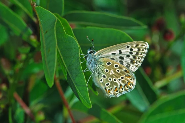 Detailní Pohled Krásné Barevné Motýla — Stock fotografie