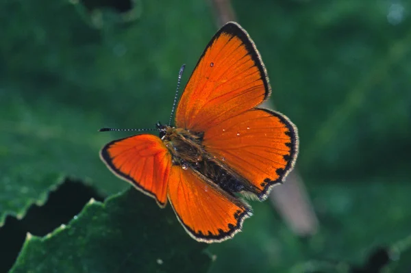 Close Uitzicht Van Exotische Mooie Falter — Stockfoto