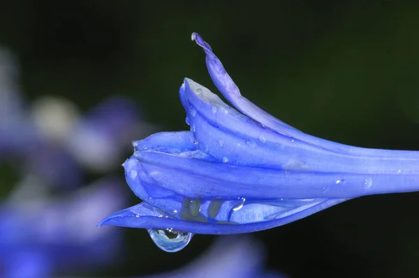 Bel Colpo Botanico Carta Parati Naturale — Foto Stock