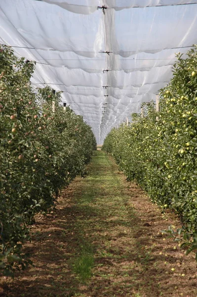 Landbouw Appelboomgaarden Boerderij — Stockfoto