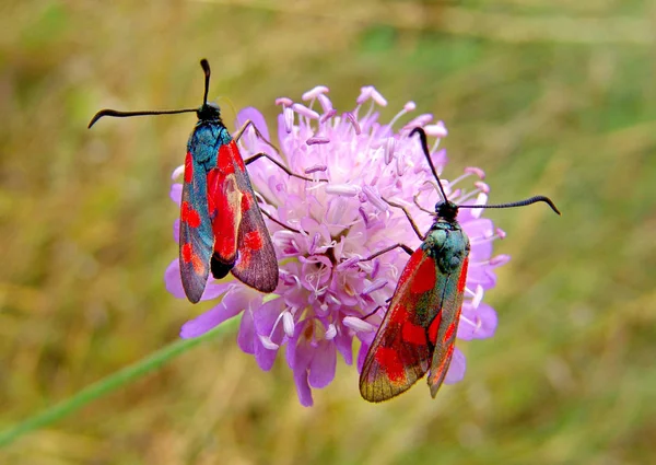 Gros Plan Bug Nature Sauvage — Photo