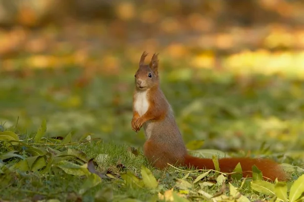 Mignon Écureuil Rongeur Drôle — Photo