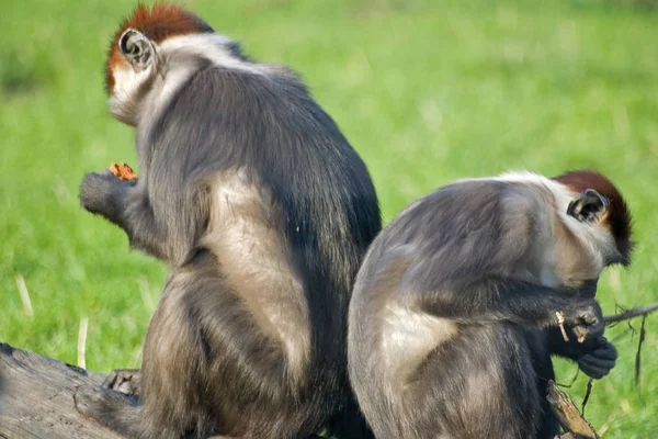 Zbliżenie Zwierząt Zoo — Zdjęcie stockowe