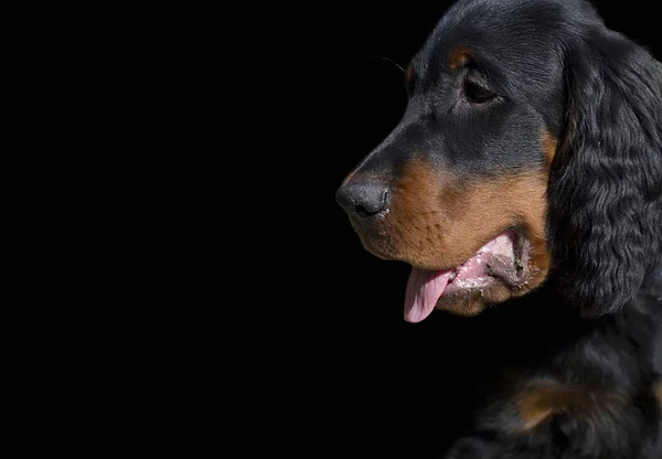 Retrato Perros Liberado Sobre Fondo Negro —  Fotos de Stock