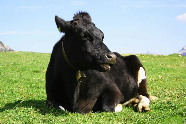 Primer Plano Vaca Naturaleza Salvaje — Foto de Stock