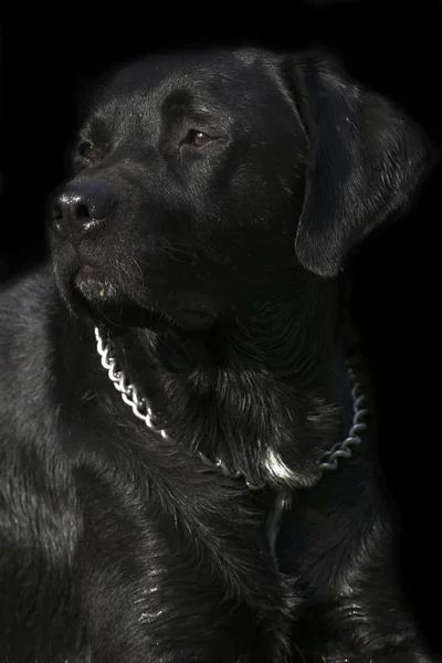 Retrato Perros Aislado Sobre Fondo Negro —  Fotos de Stock