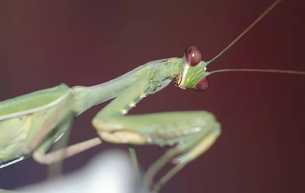 Kudlanka Nábožná Brouk Hmyzí — Stock fotografie