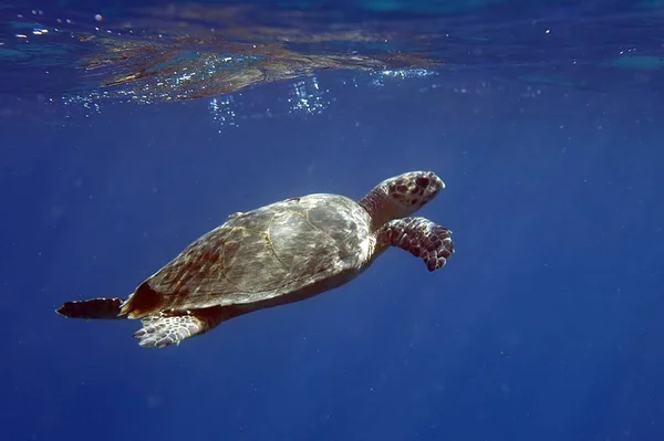 Kurz Vor Dem Auftauchen Wurde Die Schildkröte Auf Der Wasseroberfläche — Stockfoto