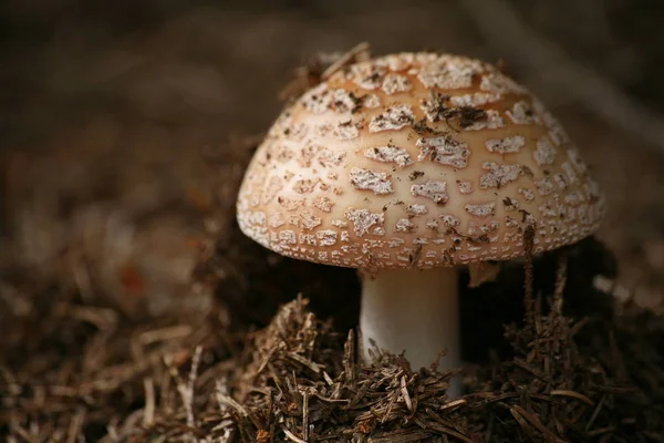 Una Amanita Común Comestible Pero Cuidado Muy Fácil Confundir Con — Foto de Stock