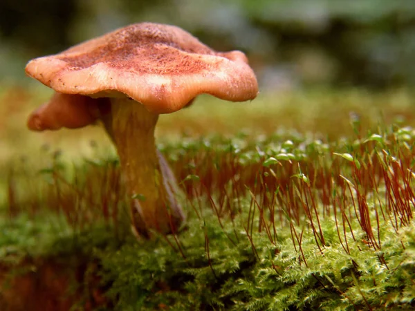 Wild Mushroom Tree Stump — Stock Photo, Image