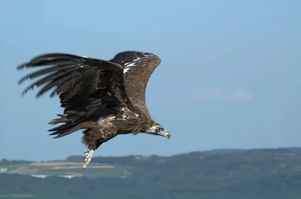 Zwarte Gier Tijdens Vlucht — Stockfoto