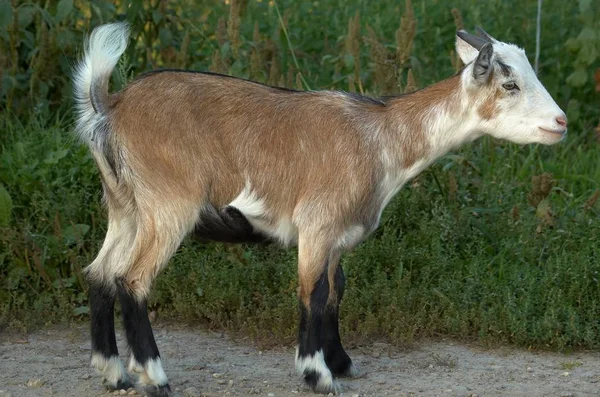 Detailní Záběr Zvířat Zoologické Zahradě — Stock fotografie