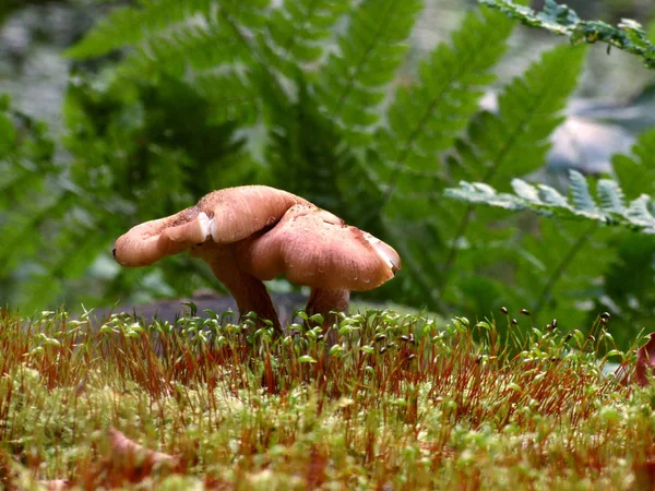 Wild Mushroom Tree Stump - Stock-foto